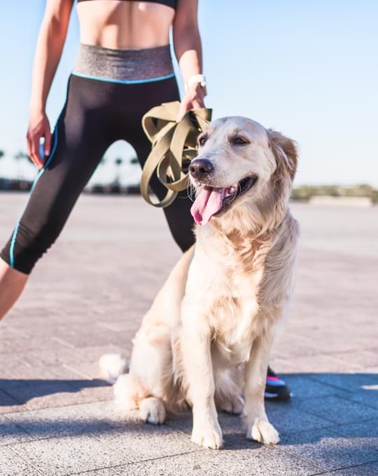 Výcvikové pomôcky