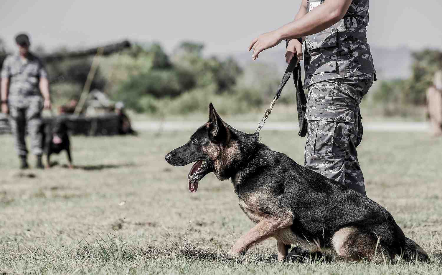 Športová a služobná kynológia